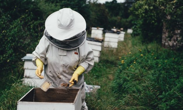 Bees are in danger: here’s how you can help