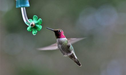 Talking Hummingbirds With The Seattle Audubon Society