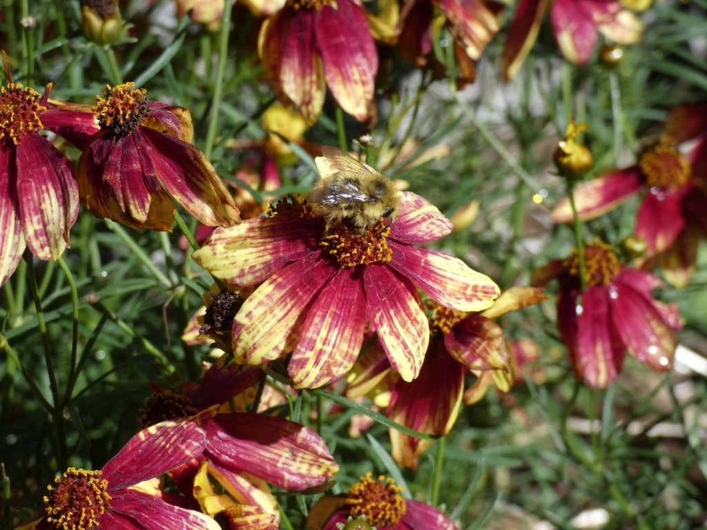 pollinator on a tickseed flower