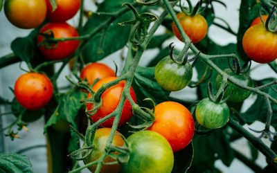 Tomato Growing Tips from The Beer Garden (Video)