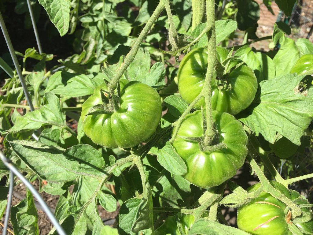 ripen tomatoes eat more sustainably