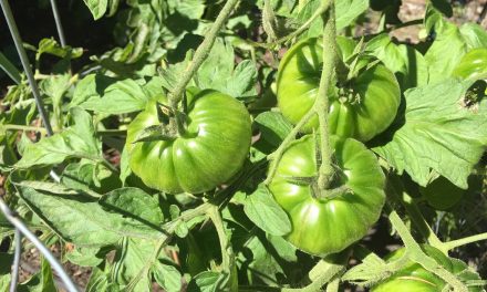 The Beer Garden: Simple Tricks To Ripen Tomatoes (video)