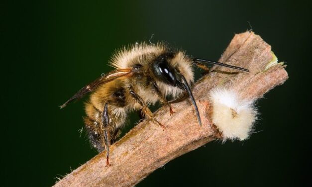 How To Attract Mason Bees in Three Simple Steps