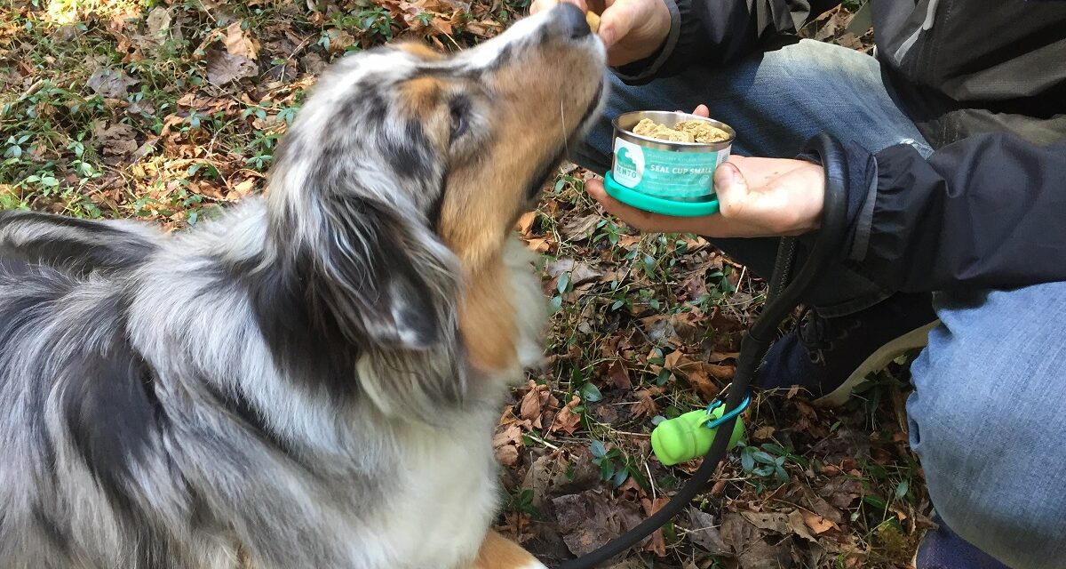 ECOlunchbox: A Breakthrough For This Busy Dog Dad