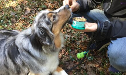 ECOlunchbox: A Breakthrough For This Busy Dog Dad